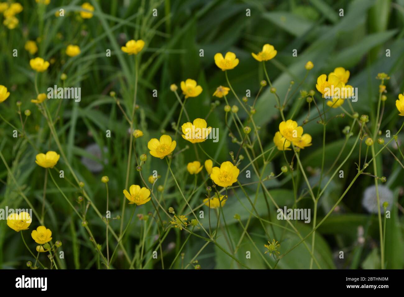 Rannculus acris. Buttercup caustic, common type of buttercups. Field, forest plant. Flower bed, beautiful gentle plants. Sunny summer day. Yellow flow Stock Photo