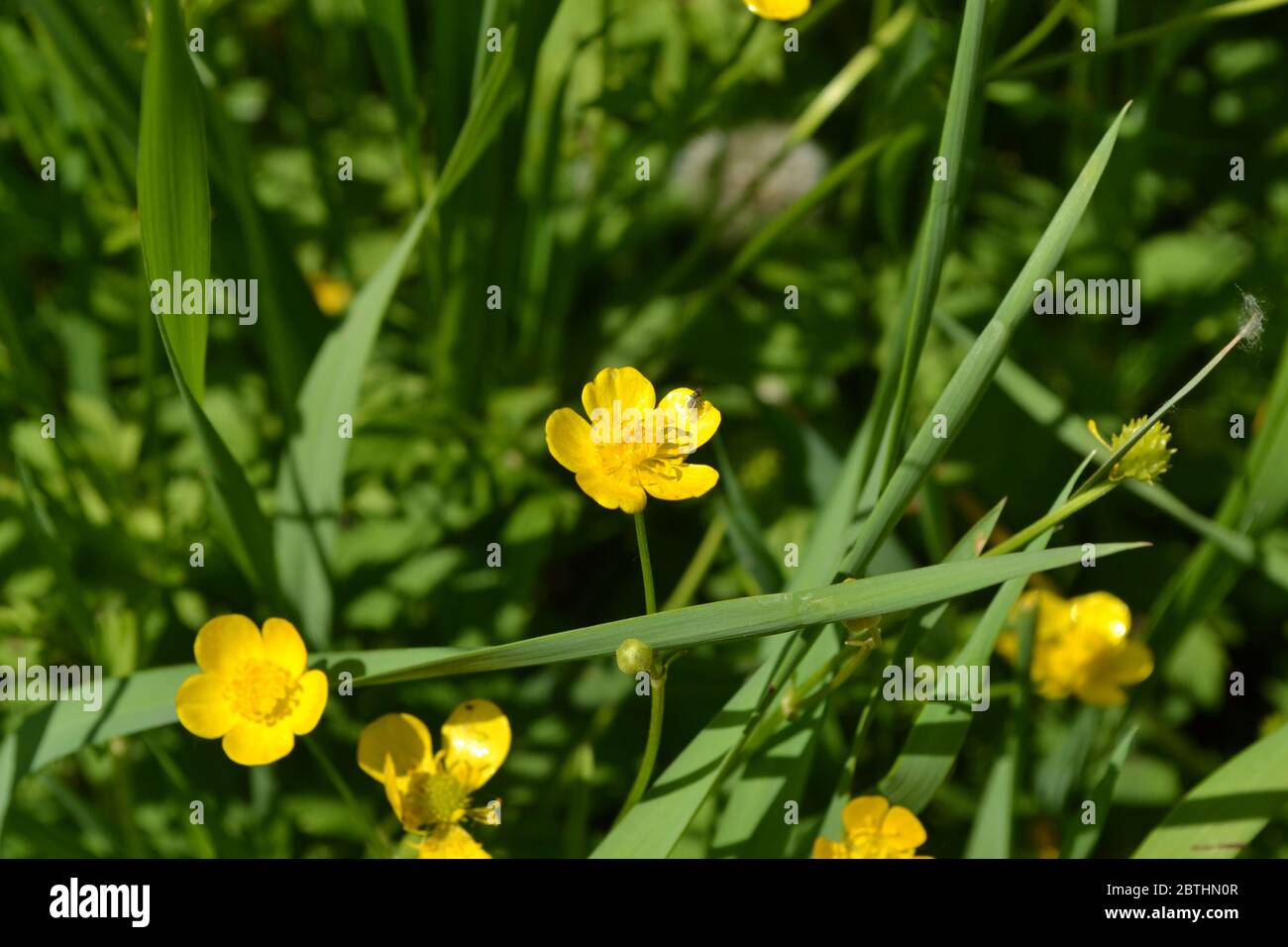 Buttercup caustic, common type of buttercups. Rannculus acris. Field. Yellow flowers Stock Photo