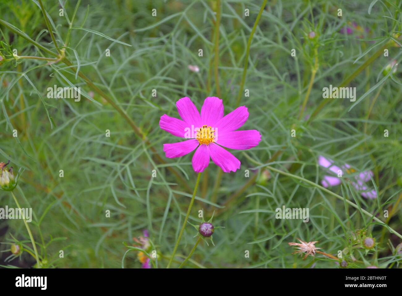 Sunny day. Cosmos, a genus of annual and perennial herbaceous plants of the family Asteraceae. Flower bed, beautiful plants. Pink flowers Stock Photo