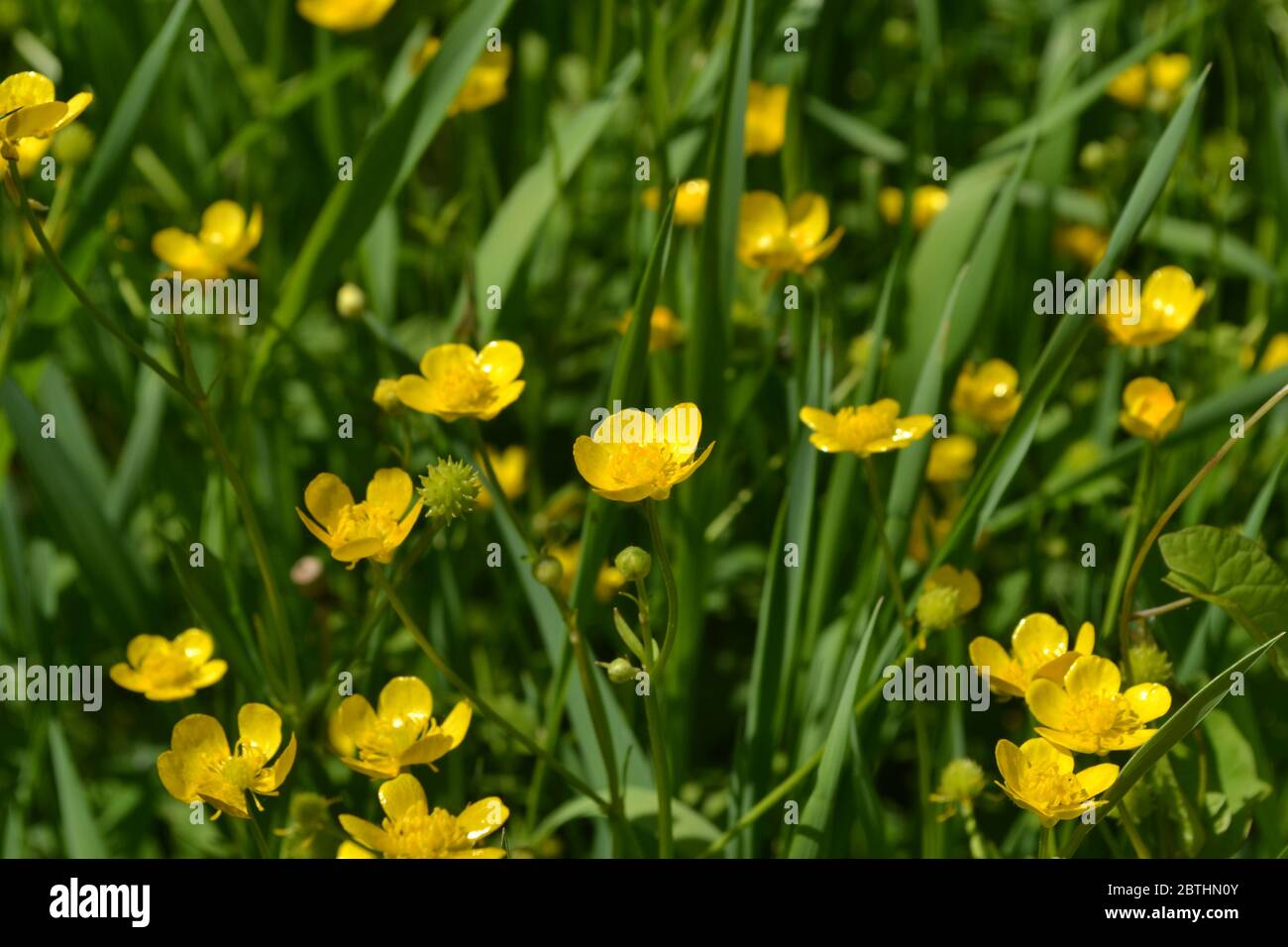 Buttercup caustic, common type of buttercups. Rannculus acris. Field, forest plant. Flower bed, beautiful. Yellow flowers Stock Photo