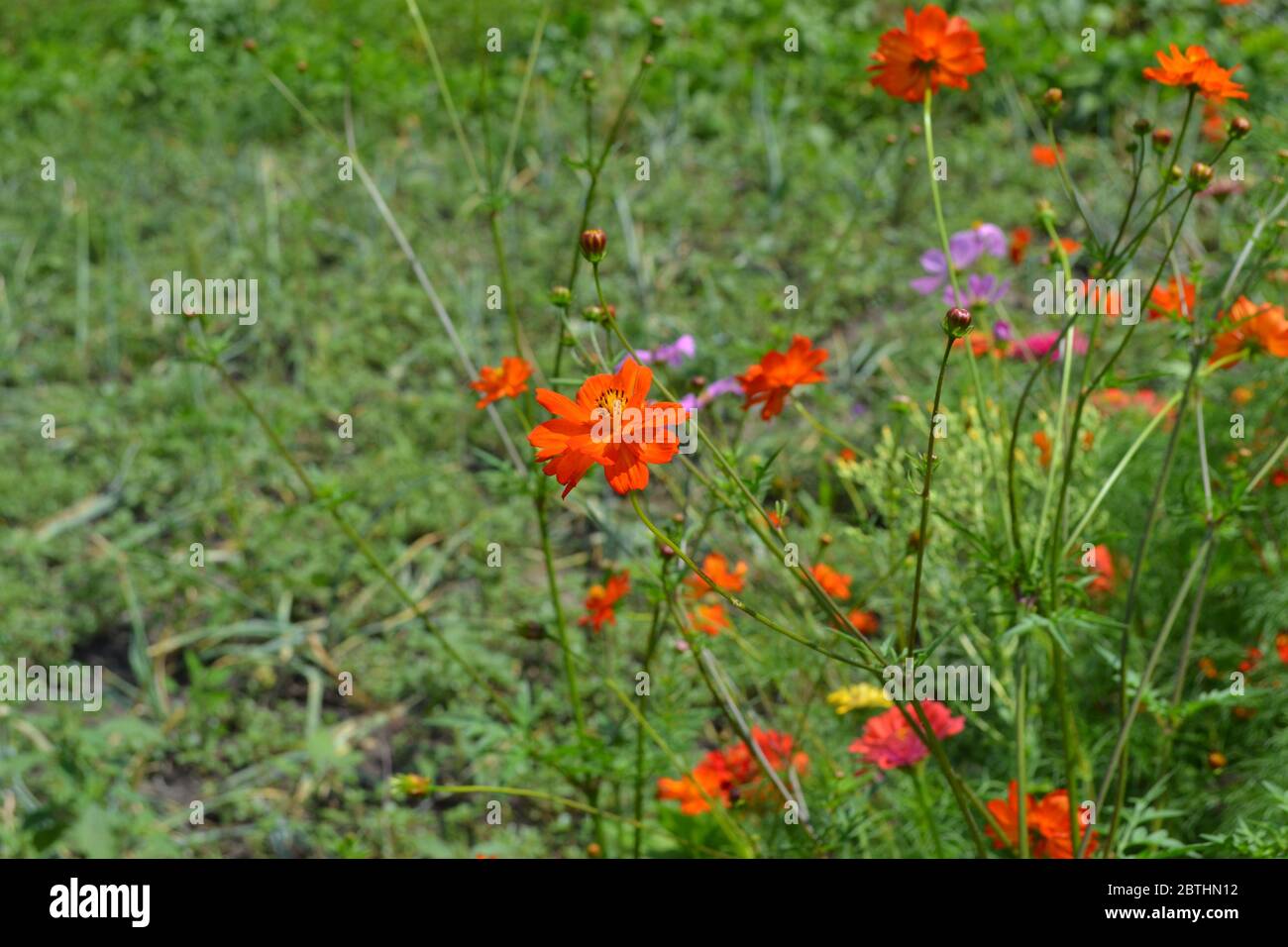 Sunny summer day. Homemade plant, gardening. Cosmos, a genus of annual and perennial herbaceous plants of the family Asteraceae. Flower bed, beautiful Stock Photo