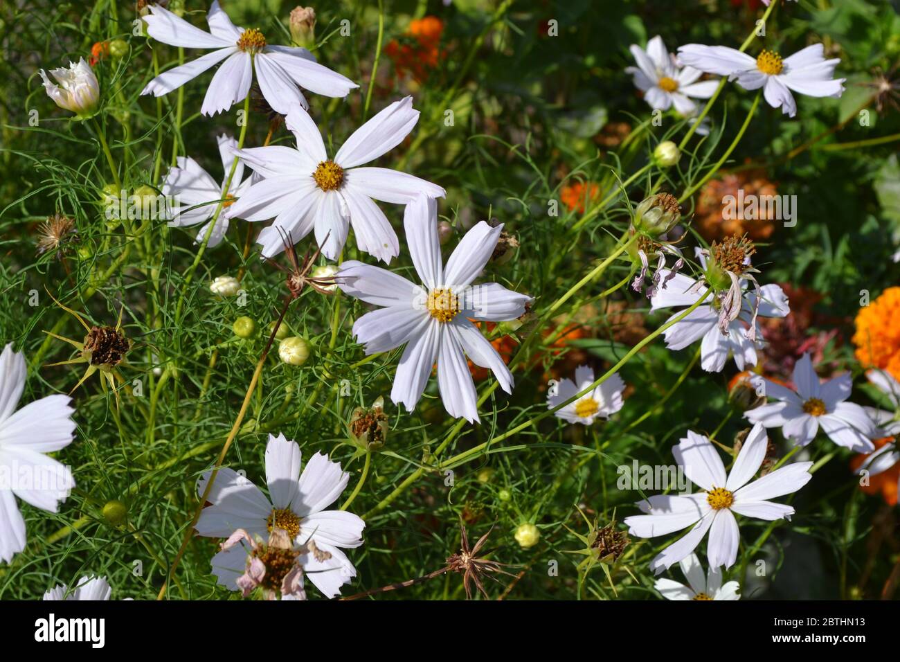 Sunny summer day. Homemade plant. Cosmos, a genus of annual and perennial herbaceous plants of the family Asteraceae. White flowers Stock Photo