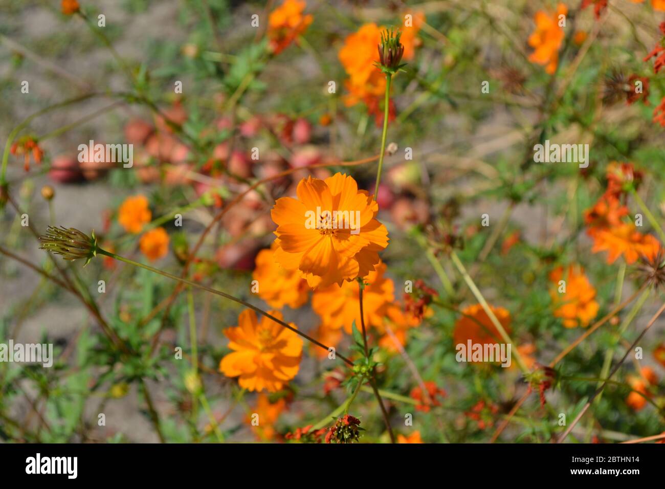 Sunny summer day. Homemade plant. Cosmos, a genus of annual and perennial herbaceous plants of the family Asteraceae. Orange flowers Stock Photo