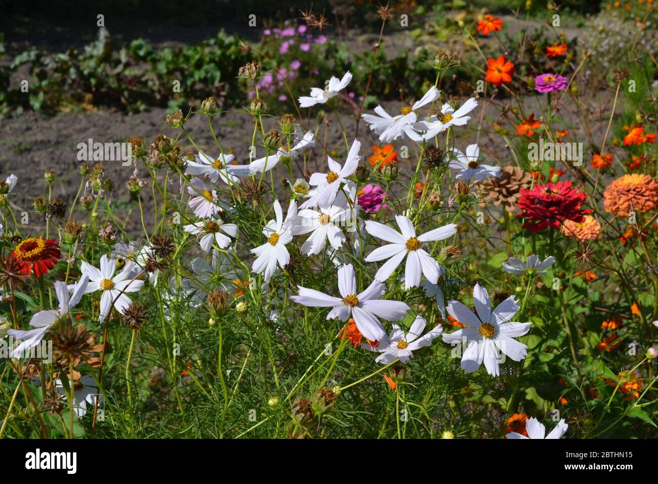 Sunny summer day. Homemade plant, gardening. Cosmos, a genus of annual and perennial herbaceous plants of the family Asteraceae. Flower. White flowers Stock Photo