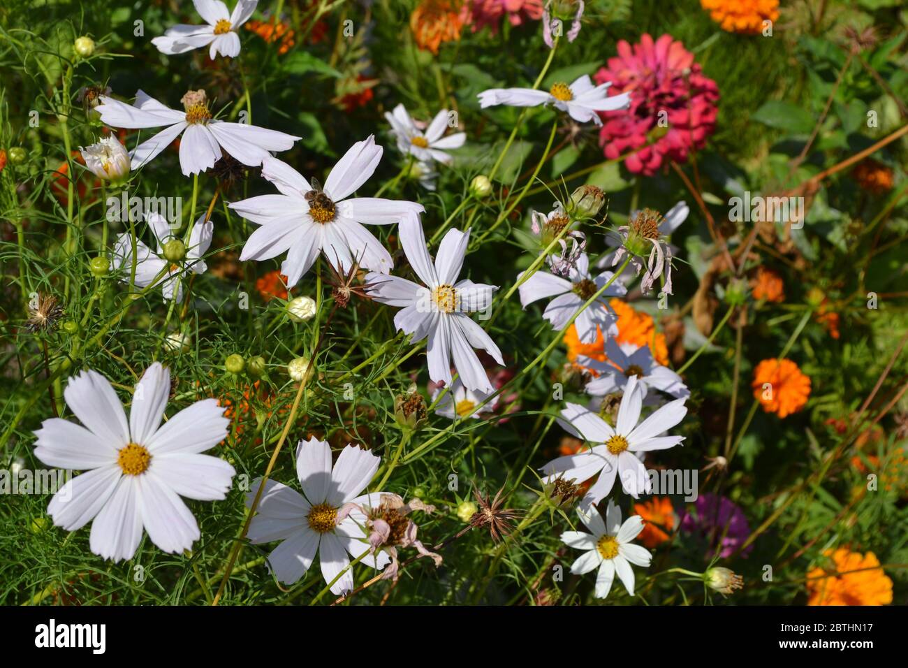 Sunny day. Homemade. Cosmos, a genus of annual and perennial herbaceous plants of the family Asteraceae. White flowers Stock Photo