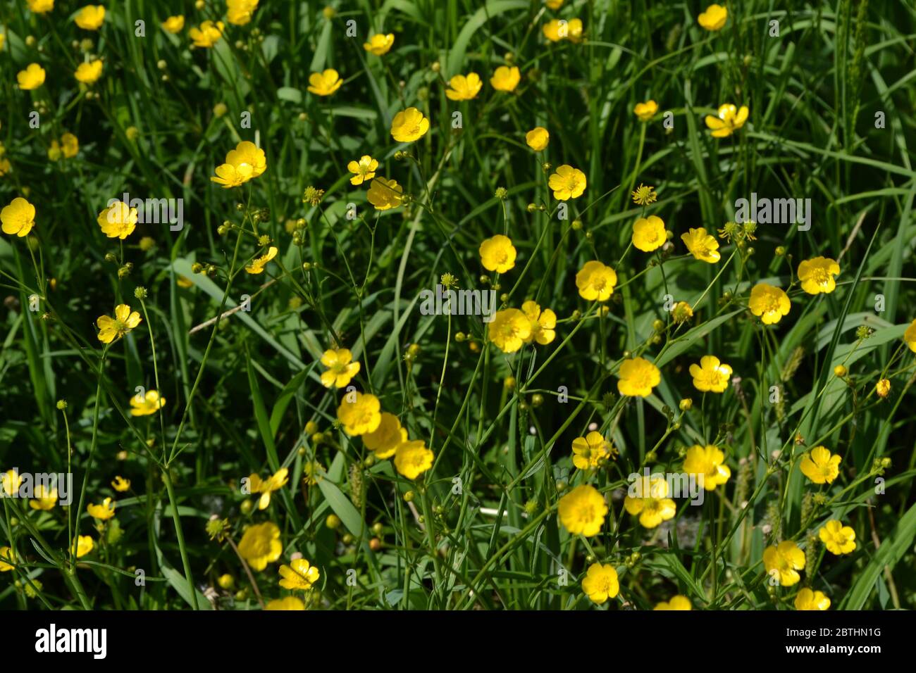 Sunny summer day. Rannculus acris. Field, forest plant. Flower bed, beautiful plants. Yellow flowers. Buttercup caustic, common type of buttercups Stock Photo