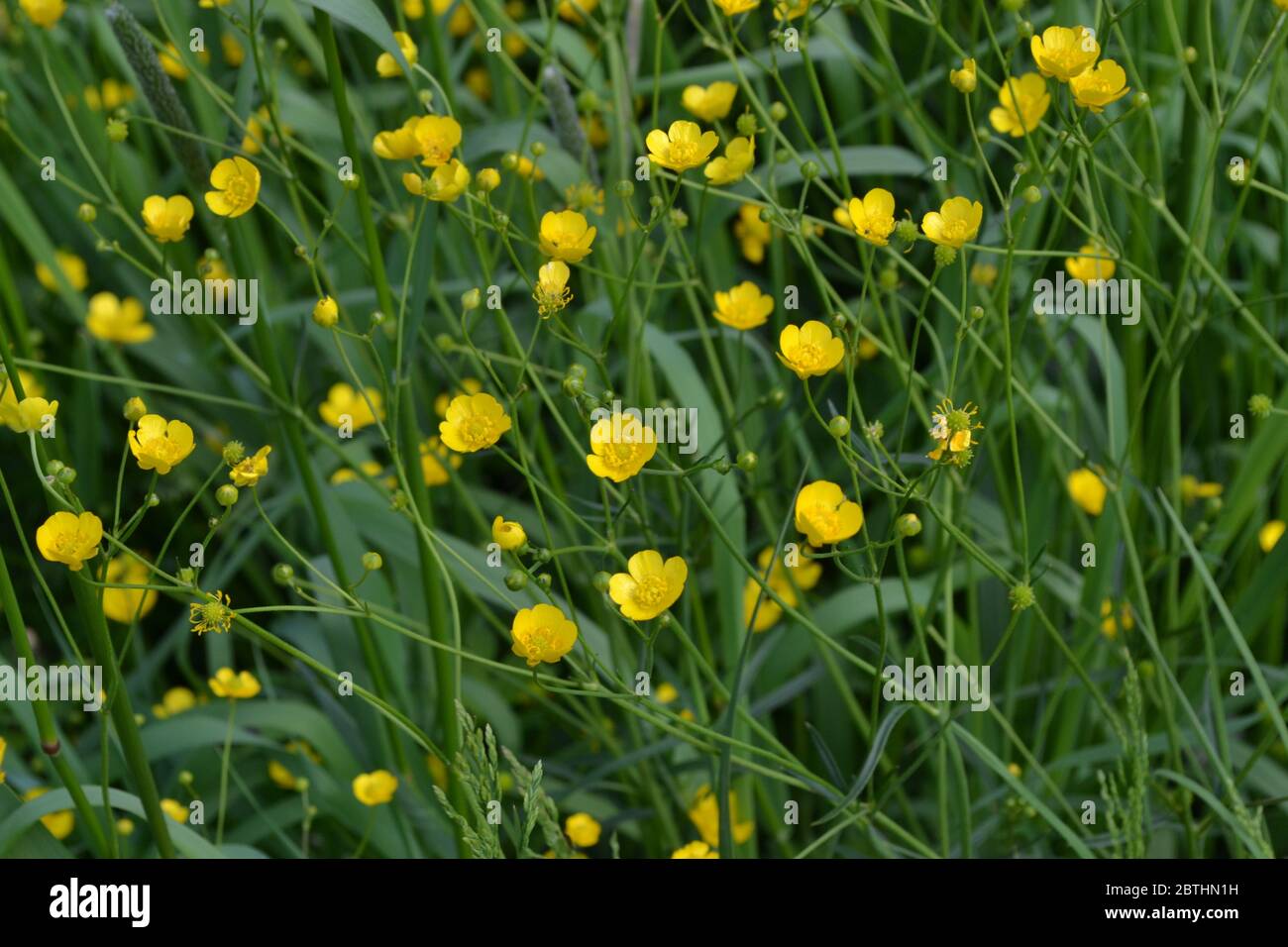 Rannculus acris. Buttercup caustic, common type of buttercups. Field, forest plant. Flower bed. Sunny. Yellow flowers Stock Photo