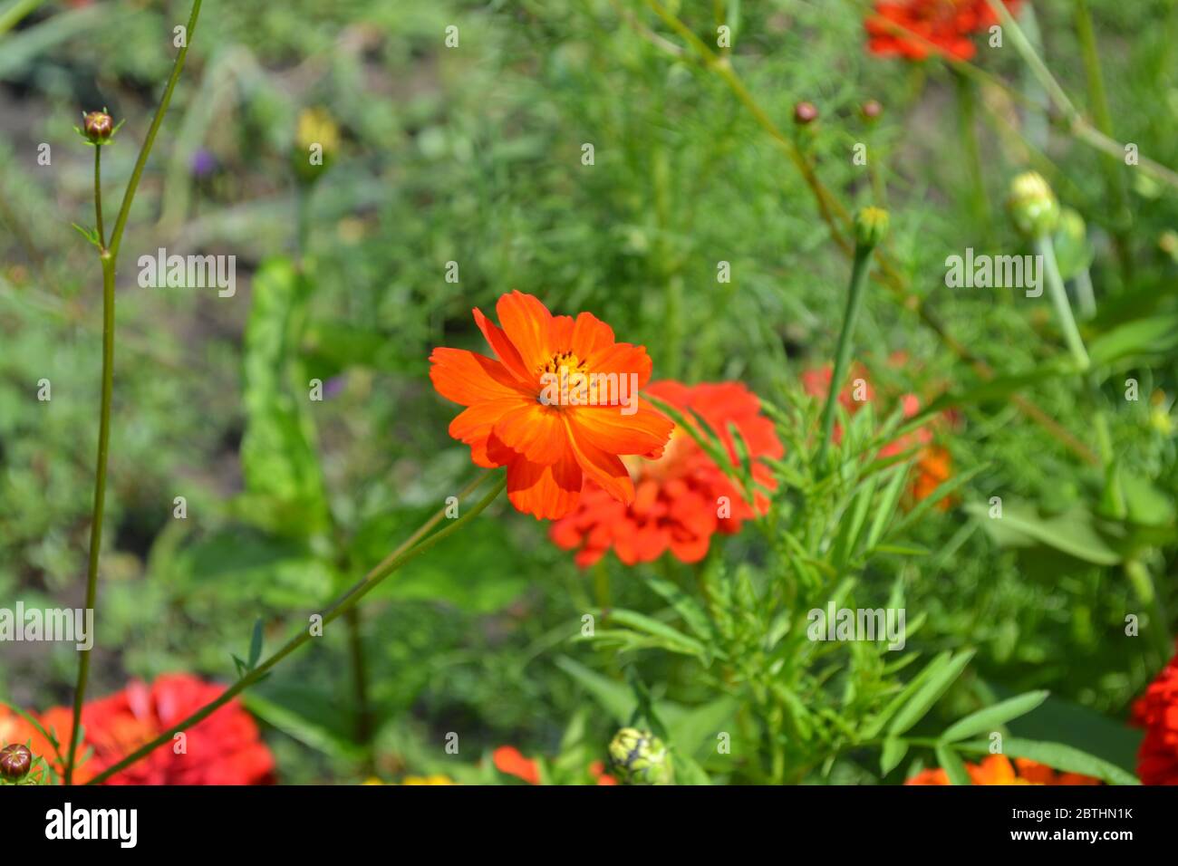Homemade. Cosmos, a genus of annual and perennial herbaceous plants of the family Asteraceae. Orange flowers Stock Photo