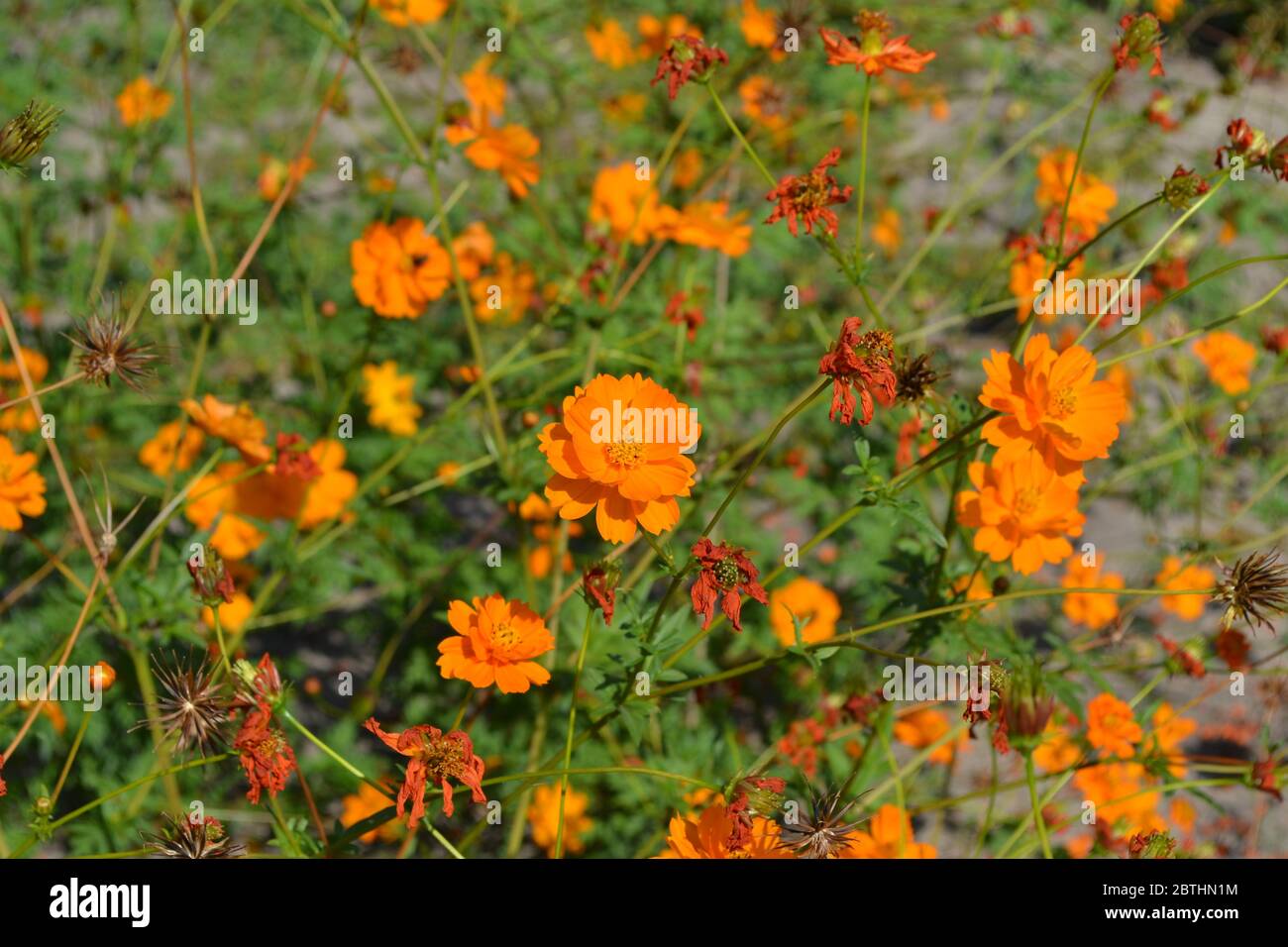 Sunny summer day. Homemade plant, gardening. Cosmos, a genus of annual and perennial herbaceous plants of the family Asteraceae. Orange flowers Stock Photo