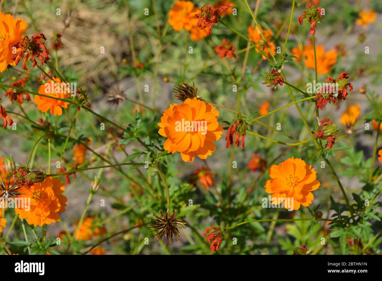 Sunny summer day. Homemade. Cosmos, a genus of annual and perennial herbaceous plants of the family Asteraceae. Orange flowers Stock Photo