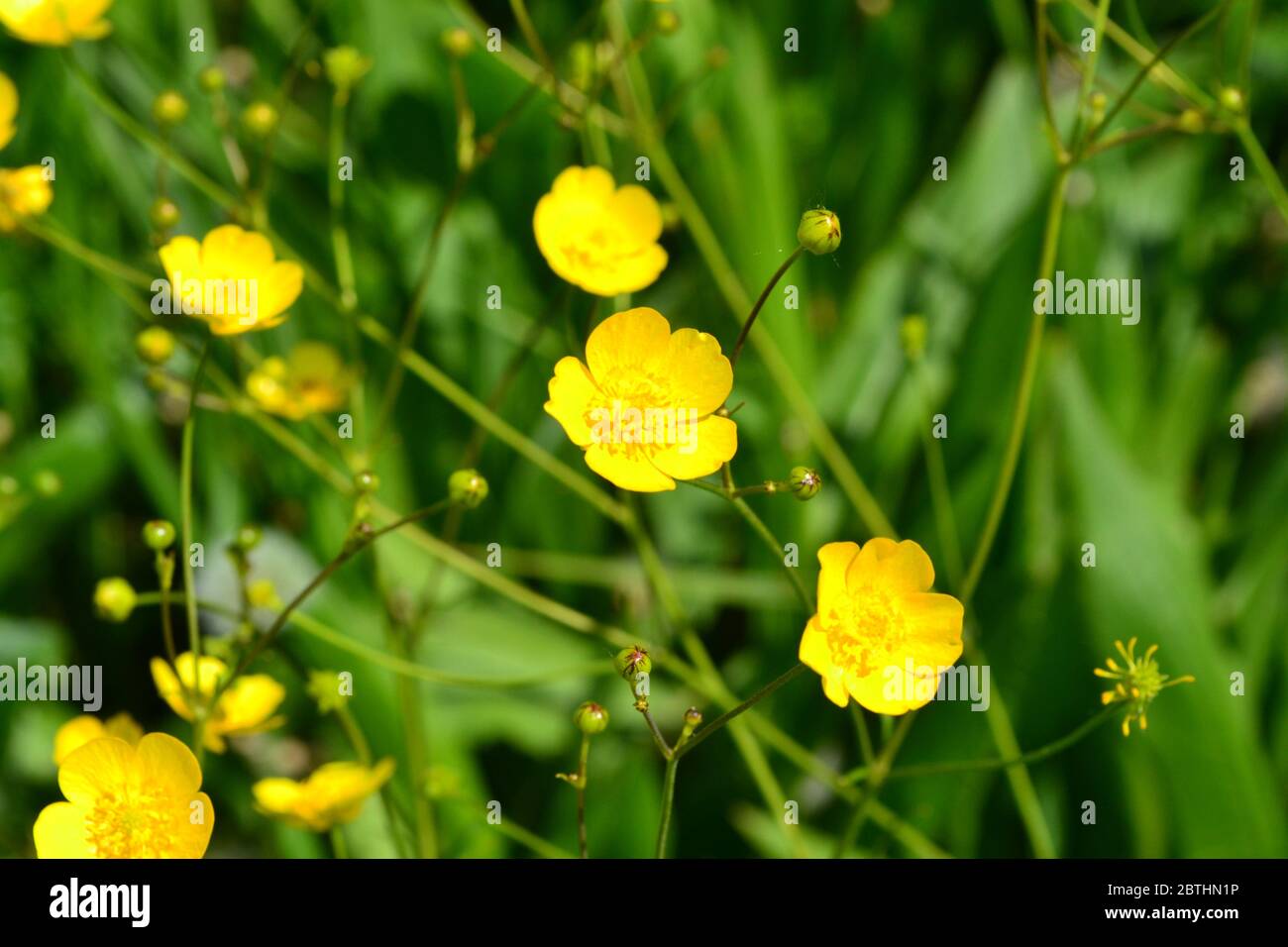 Rannculus acris. Field, forest plant. Flower bed, beautiful gentle plants. Sunny summer day. Yellow flowers, green leaves. Buttercup is a caustic, com Stock Photo