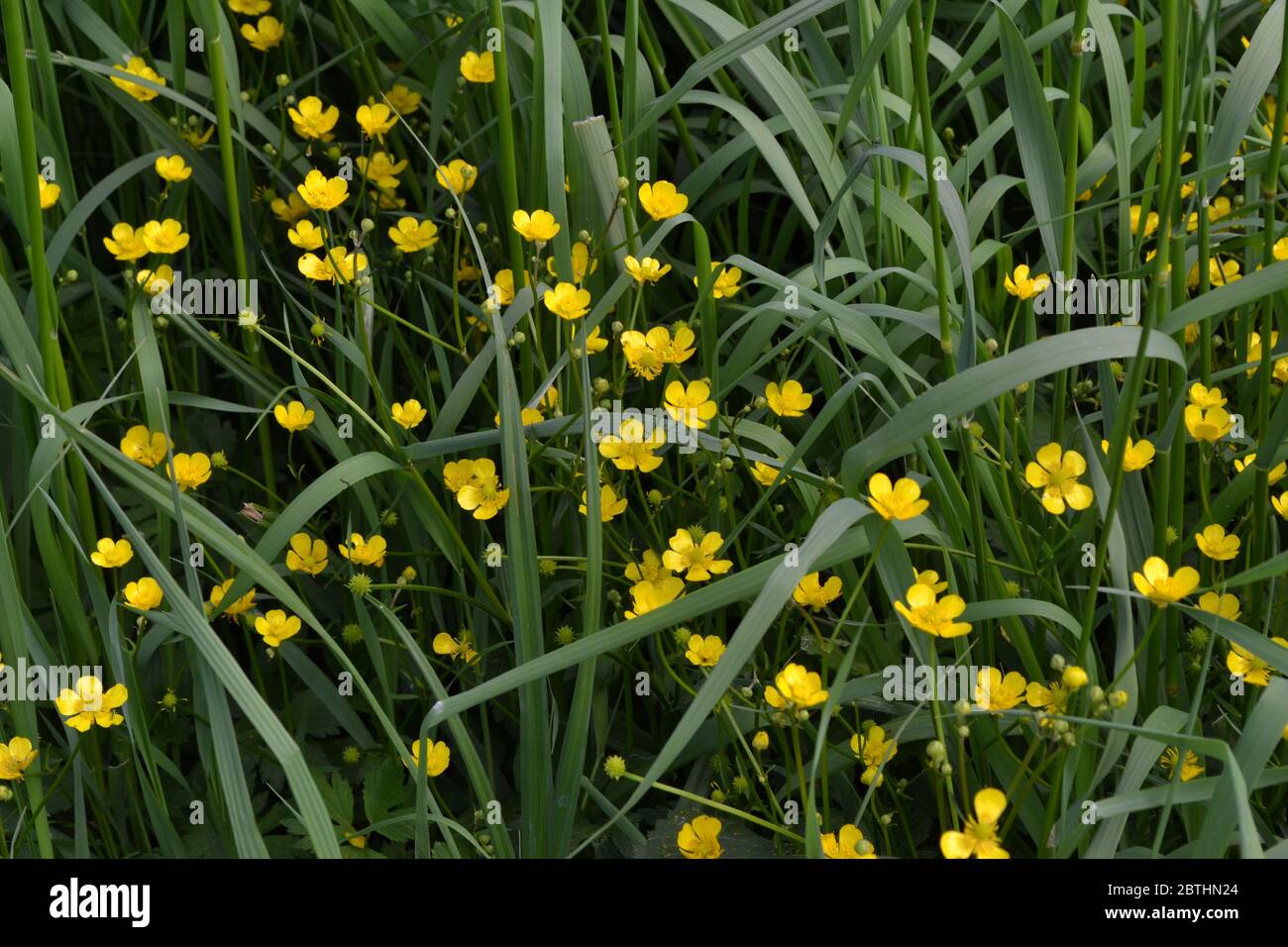 Yellow flowers, green leaves. Buttercup caustic, common type of buttercups. Rannculus acris. Field, forest plant. Flower bed, beautiful plants. Sunny Stock Photo