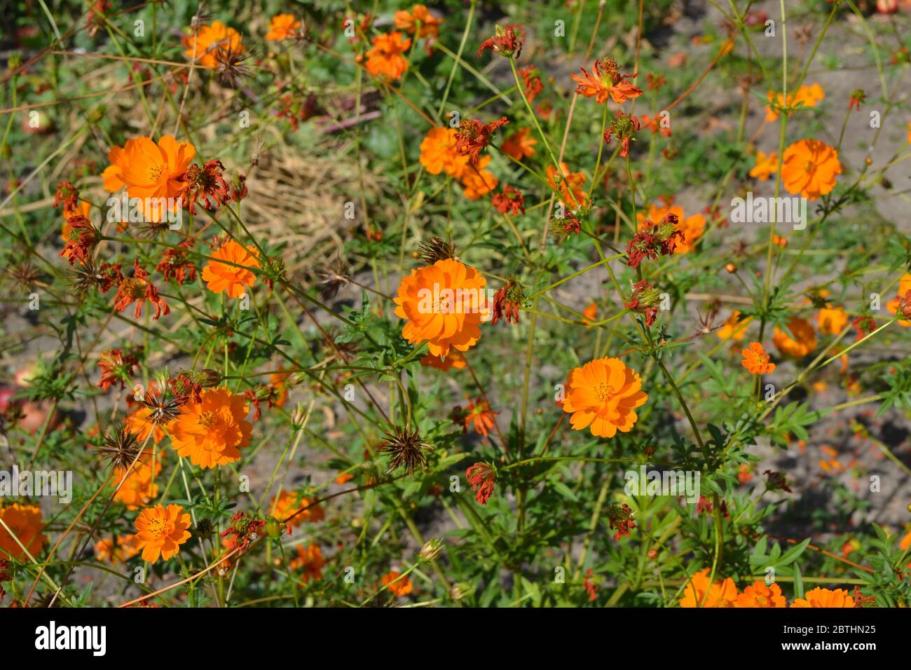 Sunny. Homemade. Cosmos, a genus of annual and perennial herbaceous plants of the family Asteraceae. Orange flowers Stock Photo