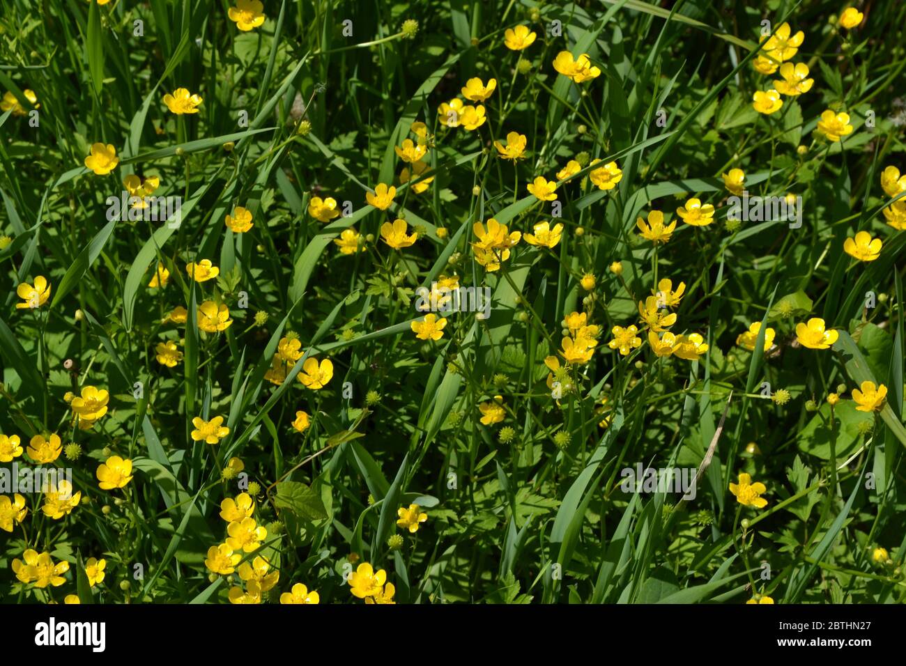 Yellow flowers. Rannculus acris. Field, forest plant. Flower bed, beautiful. Buttercup caustic, common type of buttercups Stock Photo