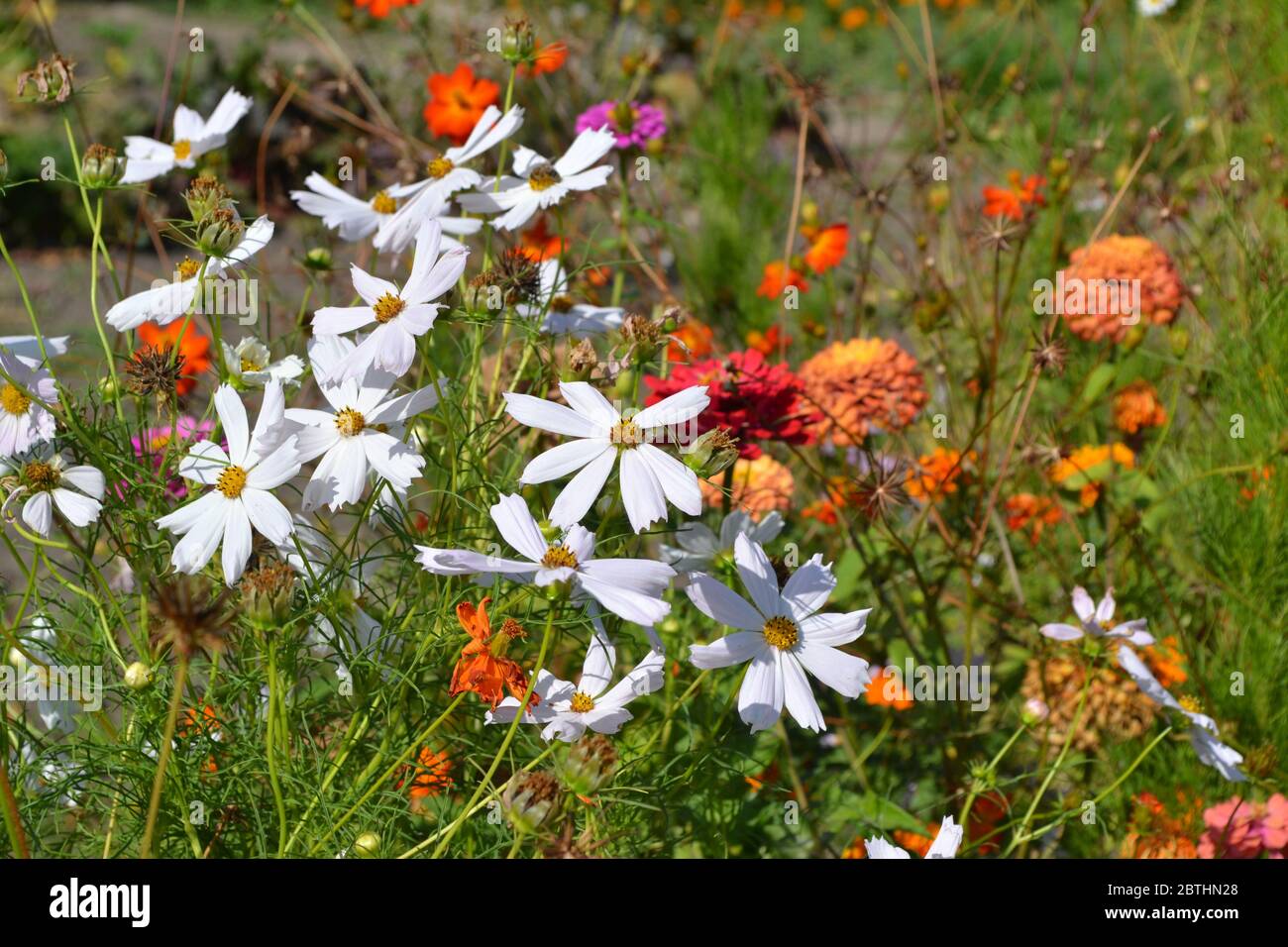 Sunny. Homemade. Cosmos, a genus of annual and perennial herbaceous plants of the family Asteraceae. White flowers Stock Photo