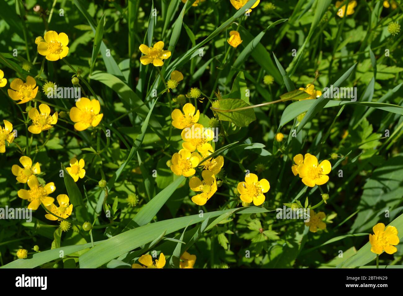 Yellow flowers. Rannculus acris. Field, forest plant. Flower bed, beautiful plants. Sunny. Buttercup caustic, common type of buttercups Stock Photo