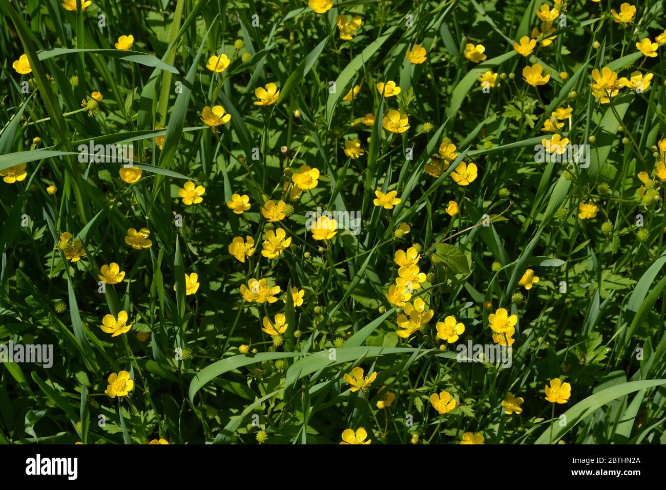 Yellow flowers. Rannculus acris. Field, forest. Flower. Buttercup caustic, common type of buttercups Stock Photo