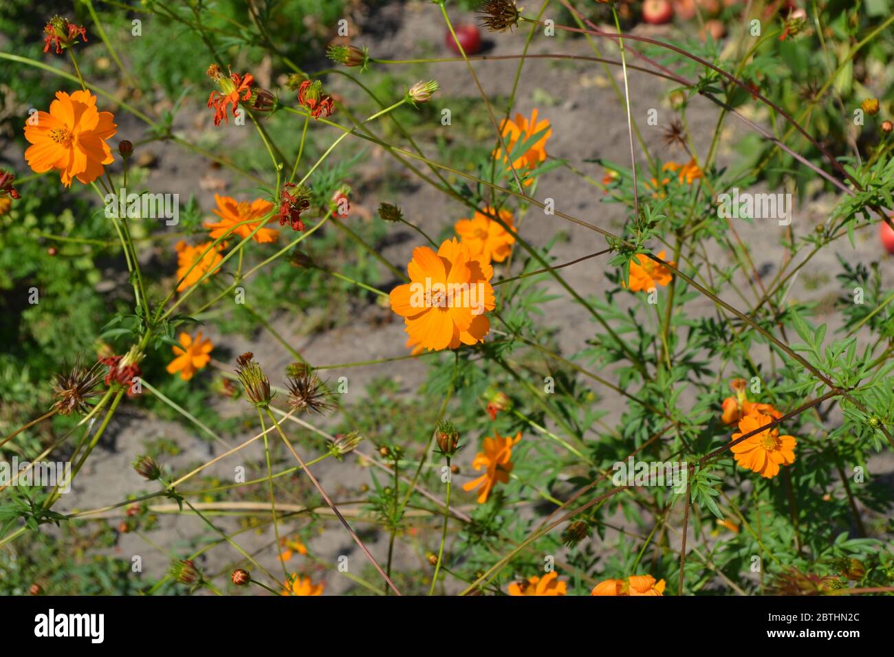 Sunny. Cosmos, a genus of annual and perennial herbaceous plants of the family Asteraceae. Orange flowers Stock Photo