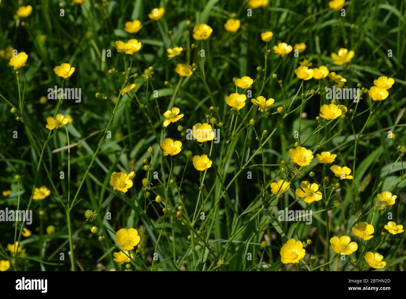 Yellow flowers. Rannculus acris. Field. Buttercup caustic, common type of buttercups Stock Photo