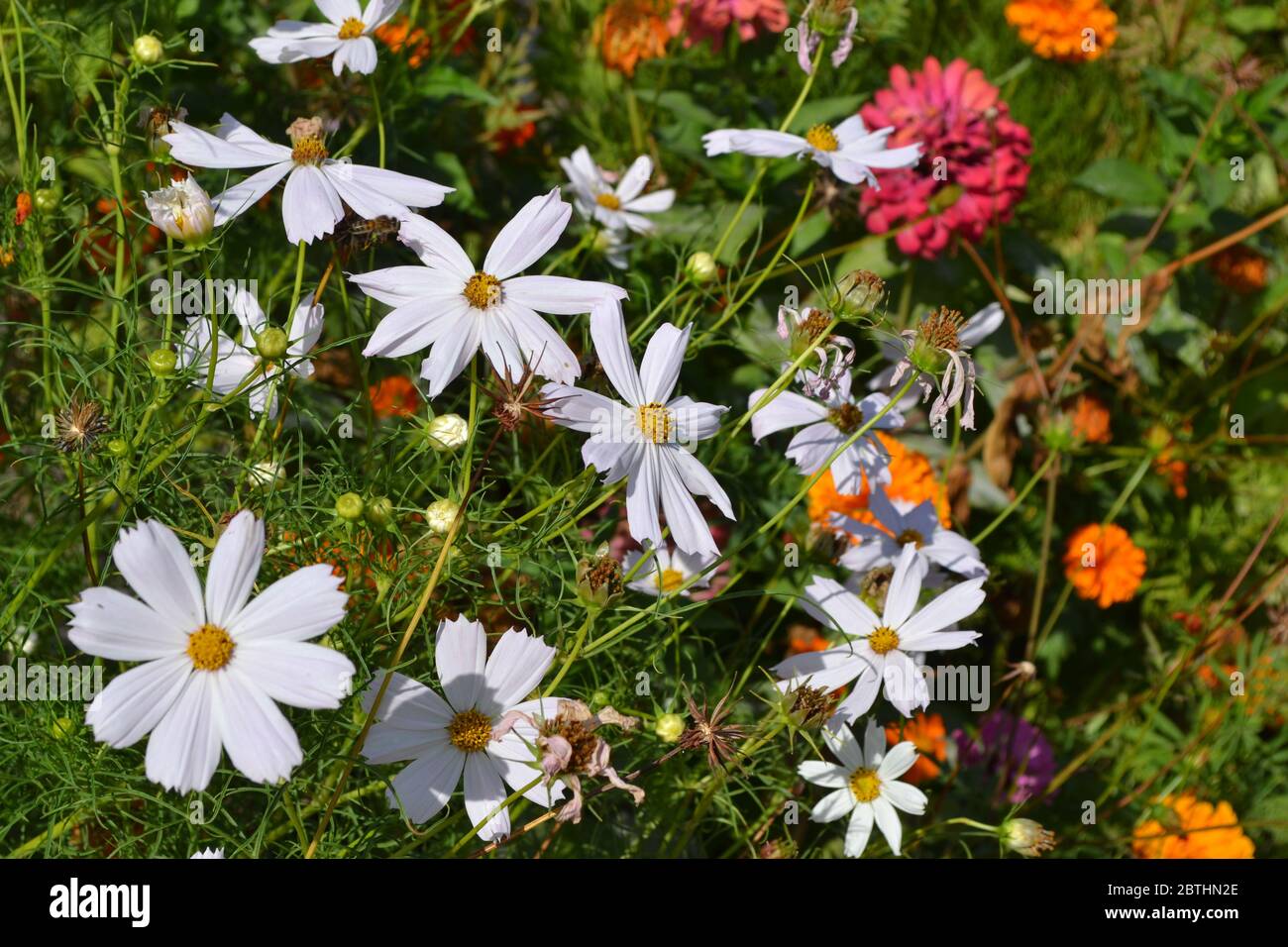 Sunny summer day. Homemade. Cosmos, a genus of annual and perennial herbaceous plants of the family Asteraceae. White flowers Stock Photo