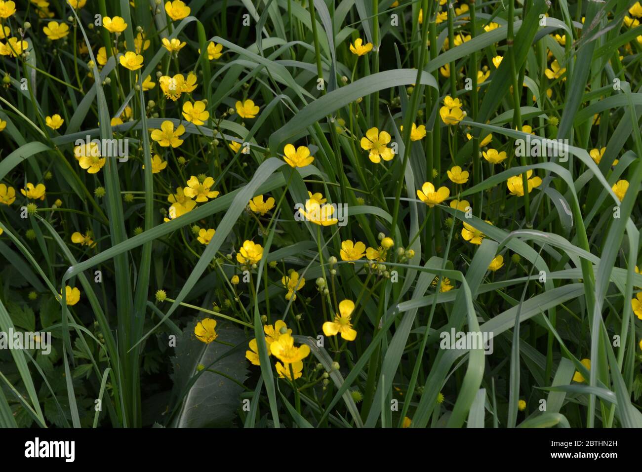 Yellow flowers, green leaves. Buttercup caustic, common type of buttercups. Rannculus acris. Field, forest plant. Flower bed, beautiful gentle plants. Stock Photo