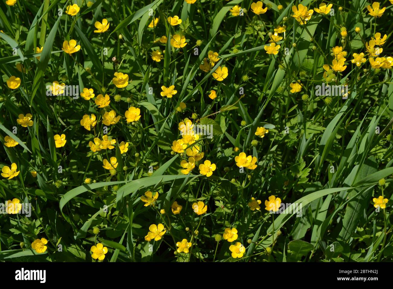 Yellow flowers. Rannculus acris. Field, forest plant. Flower. Buttercup