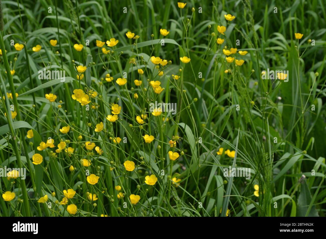 Yellow flowers, green leaves. Buttercup caustic, common type of