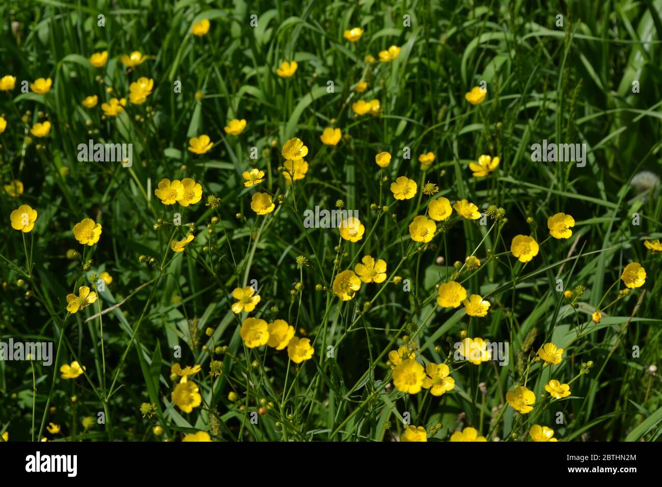Sunny summer day. Rannculus acris. Field, forest plant. Flower bed, beautiful. Yellow flowers. Buttercup caustic, common type of buttercups Stock Photo