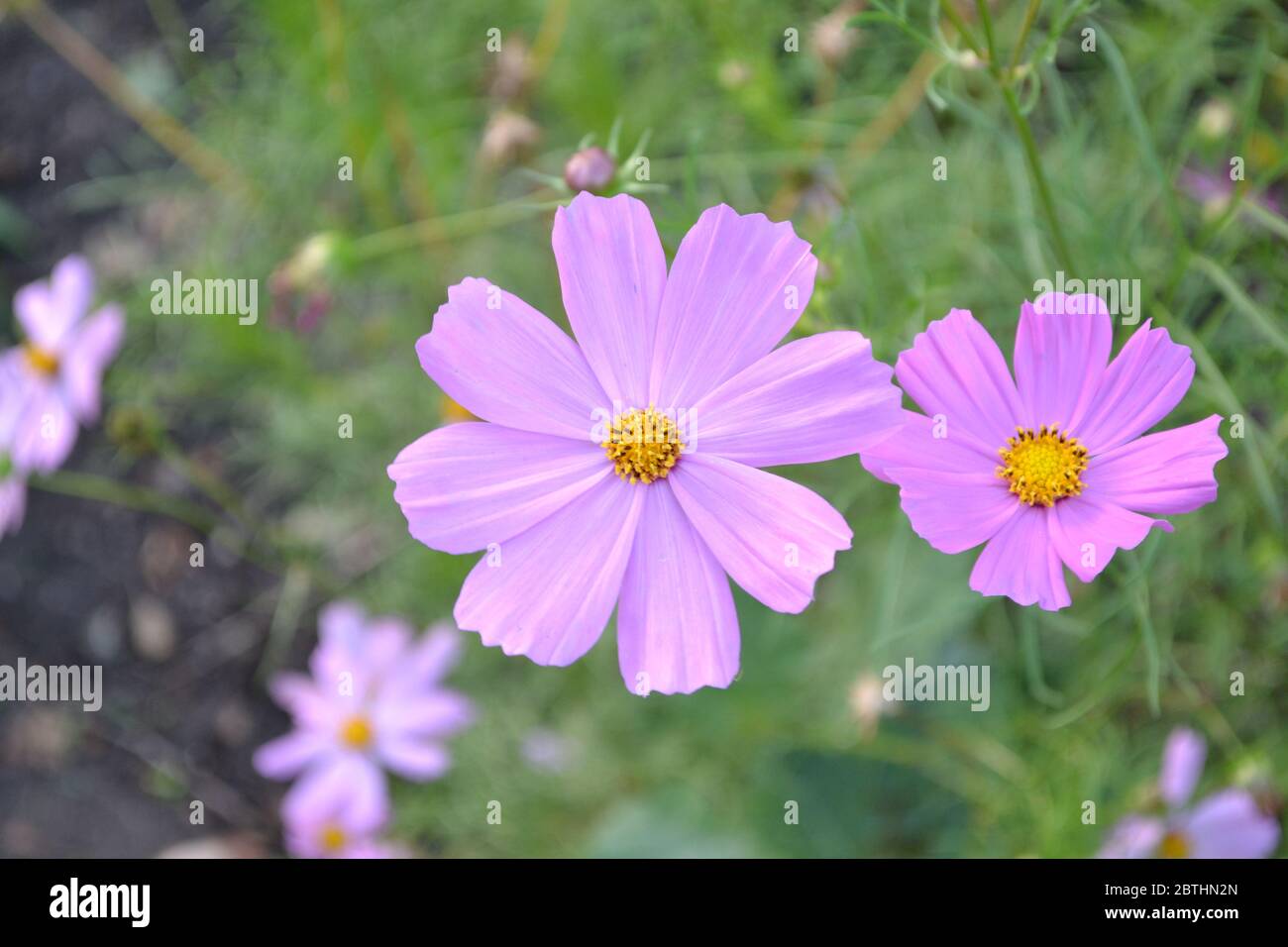 Sunny. Cosmos, a genus of annual and perennial herbaceous plants of the family Asteraceae. Flower bed, beautiful plants. Pink flowers Stock Photo