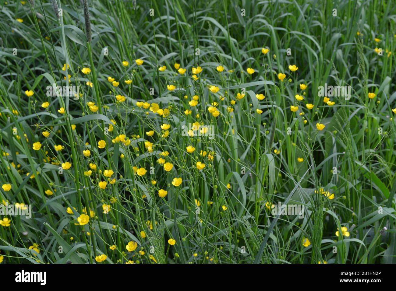 Rannculus acris. Buttercup caustic, common type of buttercups. Field, forest plant. Flower bed, gentle plants. Sunny. Yellow flowers Stock Photo