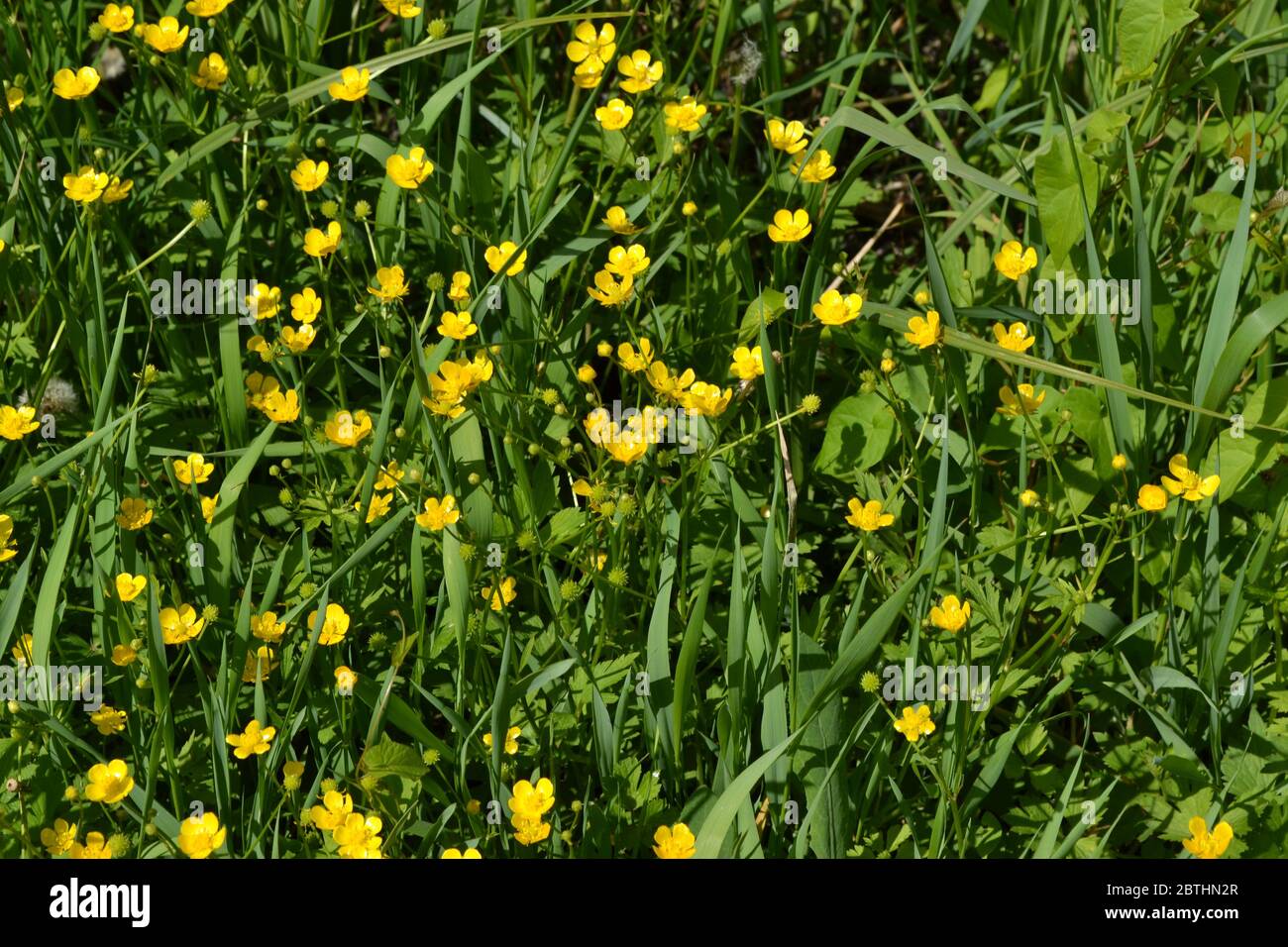 Sunny summer day. Rannculus acris. Field, forest. Yellow flowers. Buttercup caustic, common type of buttercups Stock Photo