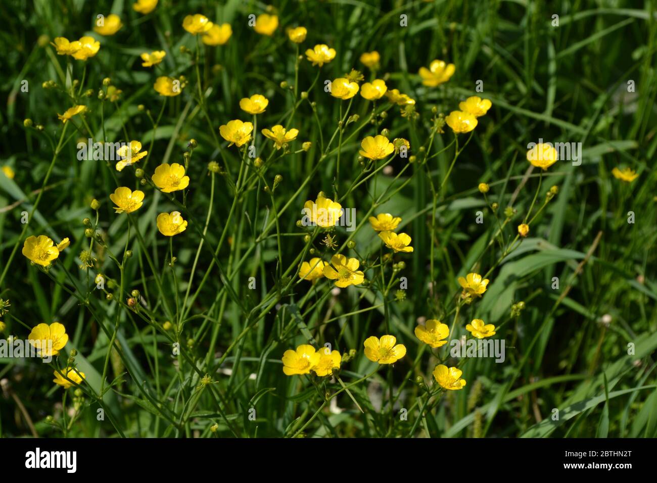 Yellow flowers. Rannculus acris. Field. Flower. Buttercup caustic, common type of buttercups Stock Photo