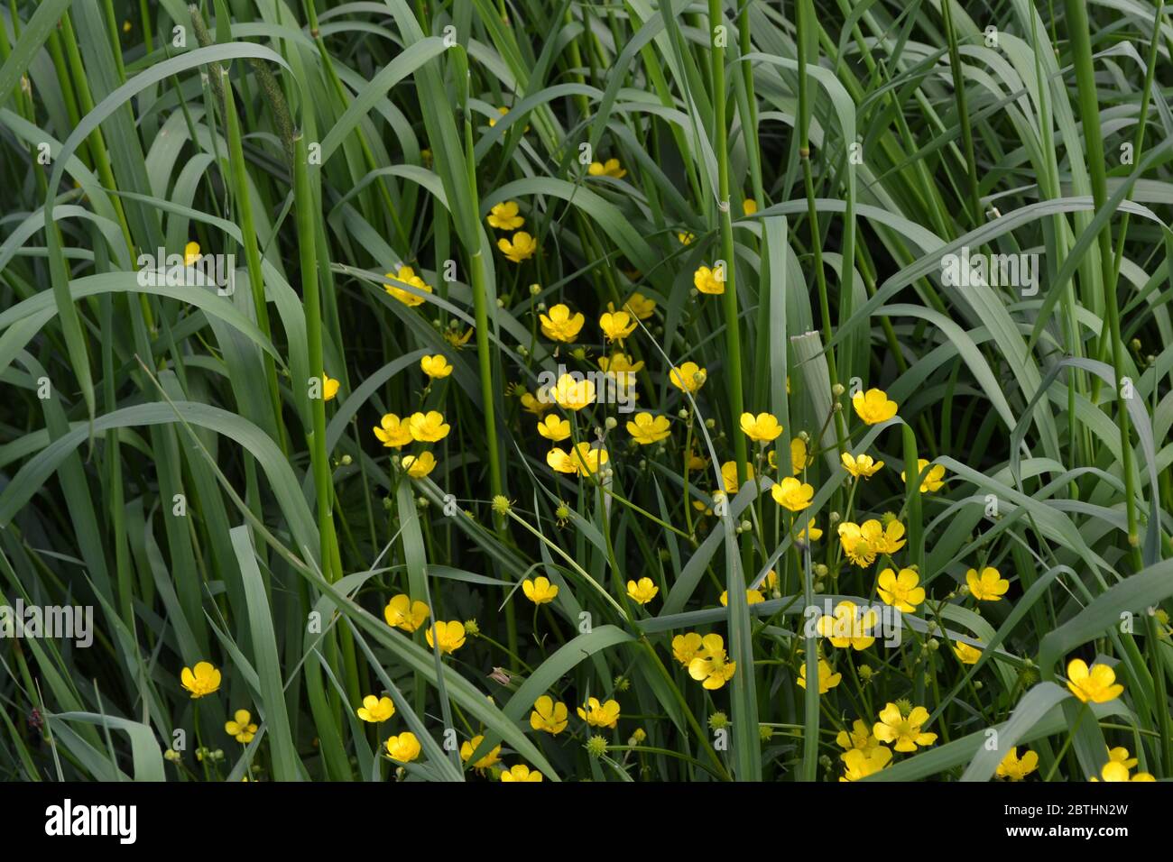 Yellow flowers, green leaves. Buttercup caustic, common type of buttercups. Rannculus acris. Field, forest plant. Flower bed, beautiful. Sunny day Stock Photo