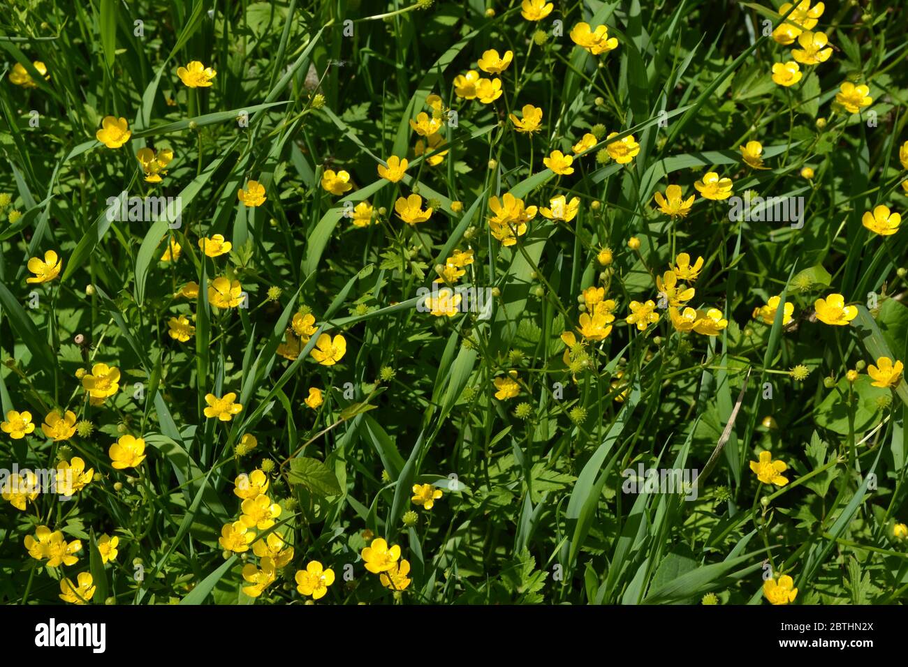 Yellow flowers. Rannculus acris. Field, forest plant. Flower bed. Buttercup caustic, common type of buttercups Stock Photo