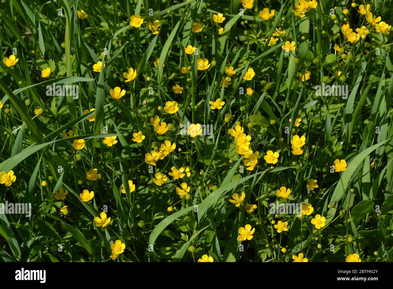 Sunny summer day. Rannculus acris. Yellow flowers. Buttercup caustic