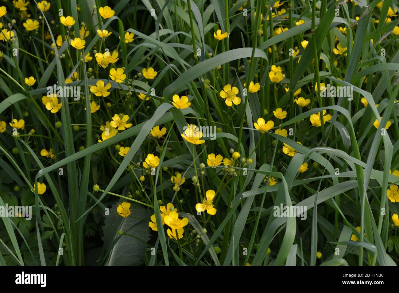 Yellow flowers, green leaves. Buttercup caustic, common type of buttercups. Rannculus acris. Field, forest plant. Flower bed, beautiful gentle plants. Stock Photo