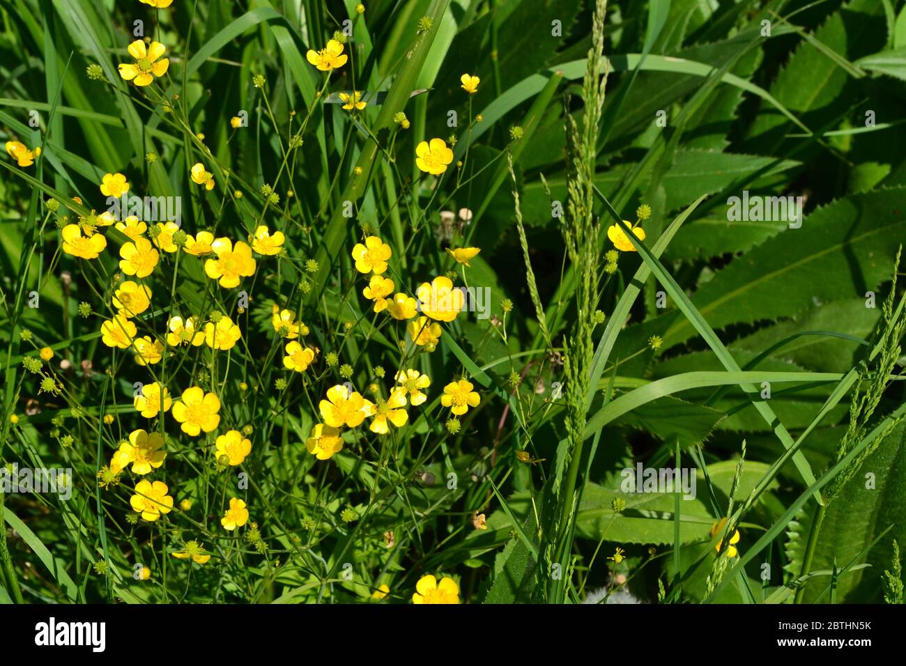 Rannculus acris. Field, forest plant. Flower bed, beautiful gentle plants. Sunny. Yellow flowers. Buttercup is a caustic, common type of buttercups in Stock Photo