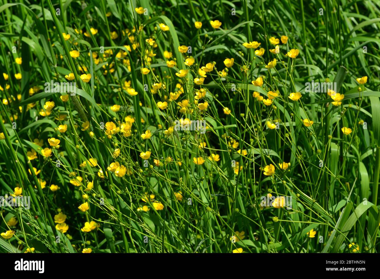 Rannculus acris. Field, forest plant. Flower bed, beautiful gentle plants. Sunny summer day. Yellow flowers, green. Buttercup caustic, common type of Stock Photo