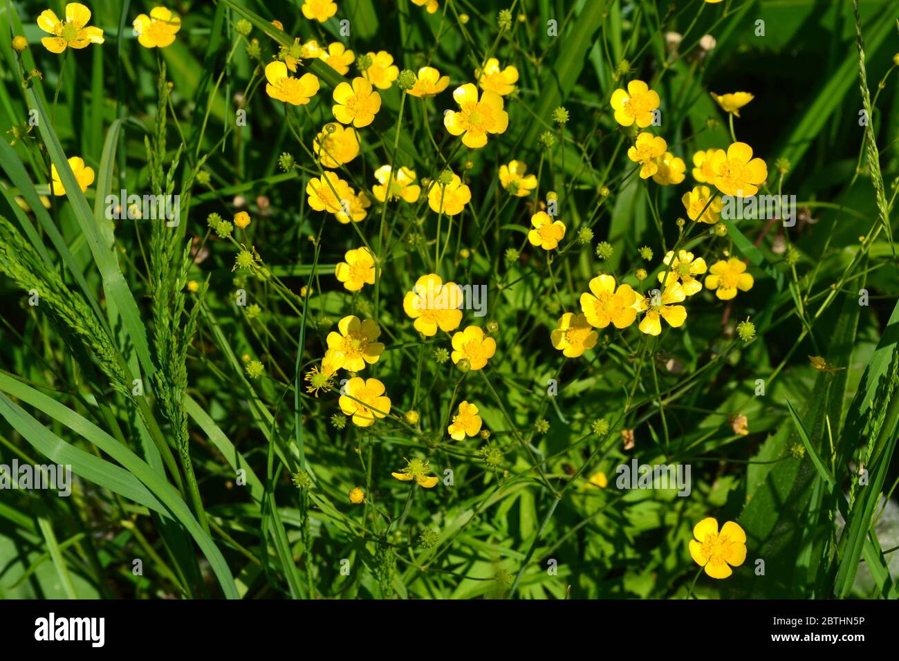 Rannculus acris. Field, forest plant. Flower bed, beautiful plants. Yellow flowers. Buttercup is a caustic, common type of buttercups in a temperate c Stock Photo