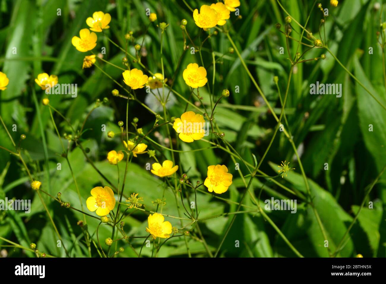 Rannculus acris. Field, forest plant. Flower bed. Yellow flowers. Buttercup is a caustic, common type of buttercups in a temperate climate zone Stock Photo