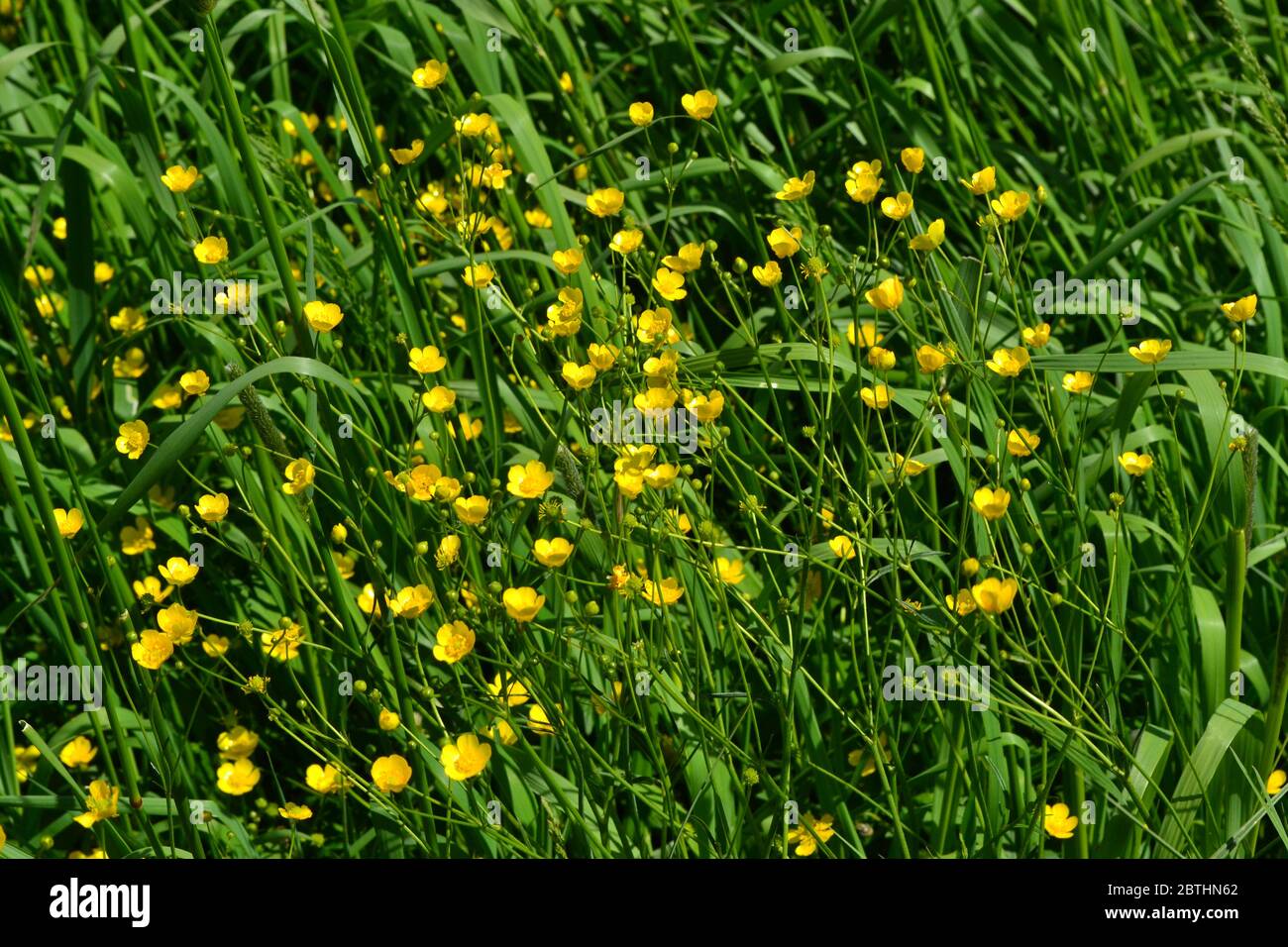 Rannculus acris. Field, forest plant. Flower bed, beautiful gentle plants. Sunny summer day. Yellow flowers. Buttercup caustic, common type of butterc Stock Photo