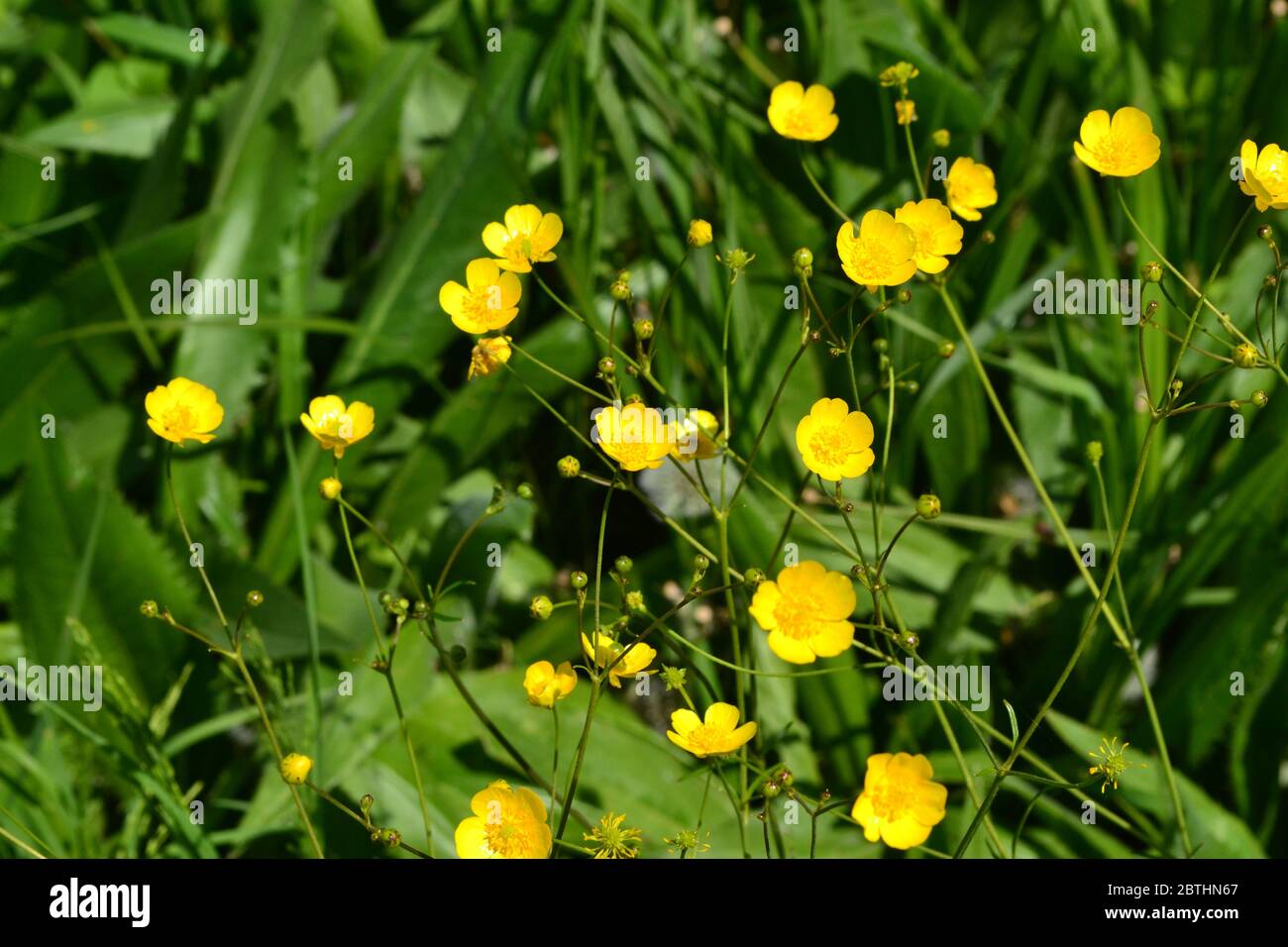 Rannculus acris. Field, forest plant. Yellow flowers. Buttercup is a caustic, common type of buttercups in a temperate climate zone Stock Photo