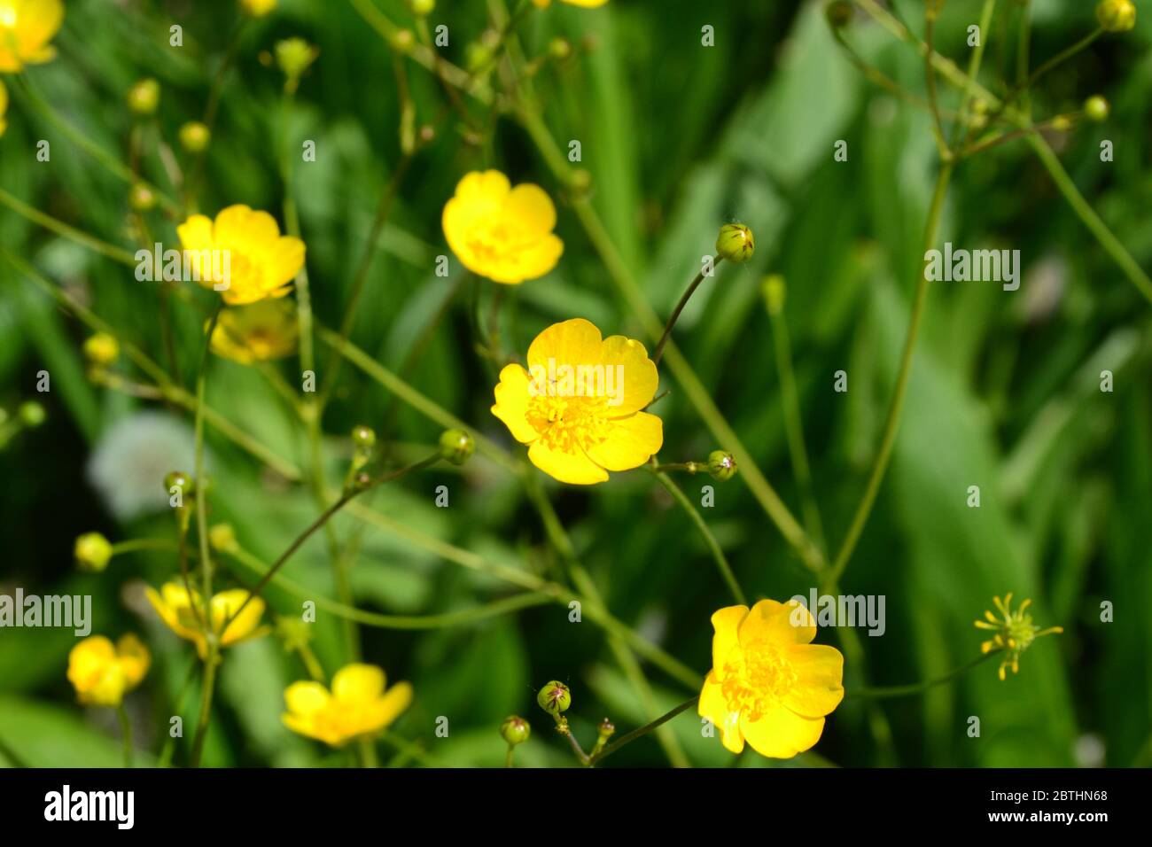 Rannculus acris. Field, forest plant. Flower bed, beautiful gentle plants. Yellow flowers. Buttercup is a caustic, common type of buttercups in a temp Stock Photo