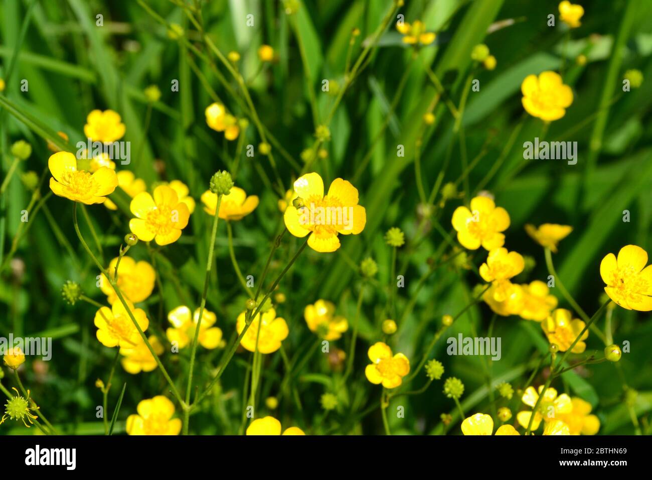 Rannculus acris. Field, forest plant. Flower bed, beautiful gentle plants. Sunny summer day. Yellow flowers, leaves. Buttercup is a caustic, common ty Stock Photo