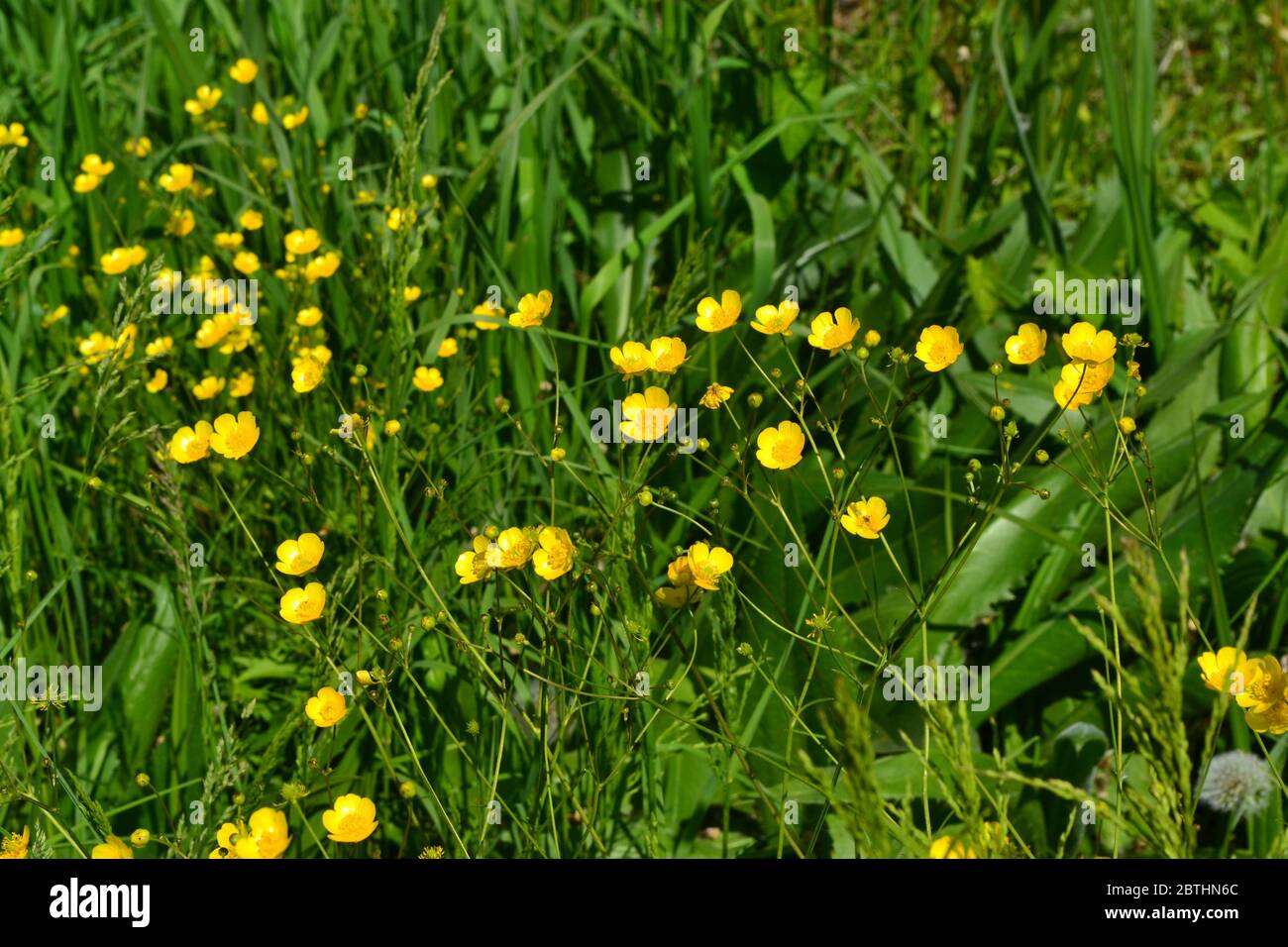Rannculus acris. Field, forest plant. Flower bed, beautiful plants. Yellow flowers. Buttercup caustic, common type of buttercups Stock Photo