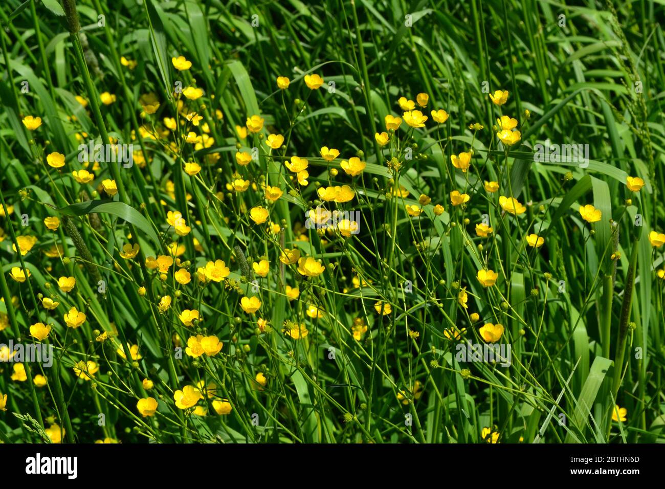 Rannculus acris. Field, forest plant. Flower bed, beautiful gentle plants. Sunny summer day. Yellow flowers, green leaves. Buttercup caustic, common t Stock Photo