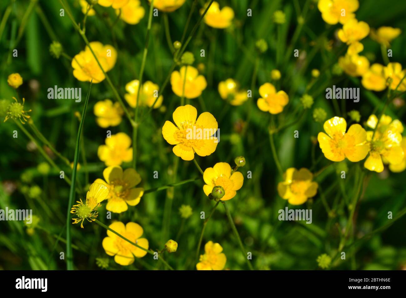Rannculus acris. Field, forest plant. Flower bed, beautiful gentle plants. Sunny summer day. Yellow flowers. Buttercup is a caustic, common type of bu Stock Photo