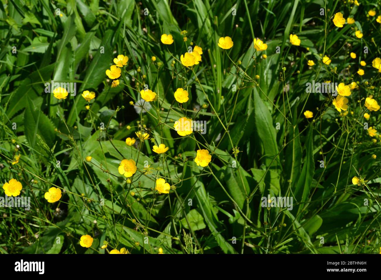 Rannculus acris. Field, forest plant. Flower bed, beautiful gentle plants. Sunny day. Yellow flowers. Buttercup is a caustic, common type of buttercup Stock Photo