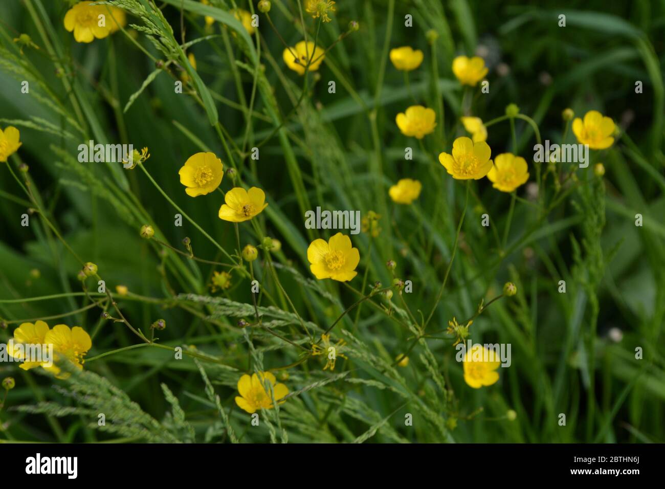Sunny day. Rannculus acris. Yellow flowers. Buttercup caustic, common type of buttercups Stock Photo