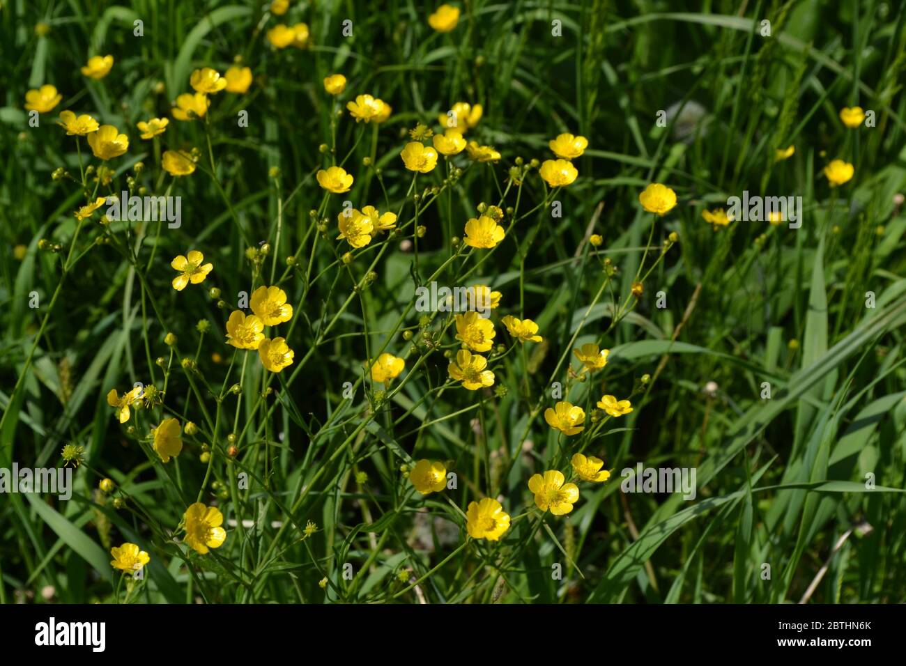 Sunny summer day. Rannculus acris. Field, forest plant. Flower bed, beautiful gentle plants. Yellow flowers. Buttercup caustic, common type of butterc Stock Photo